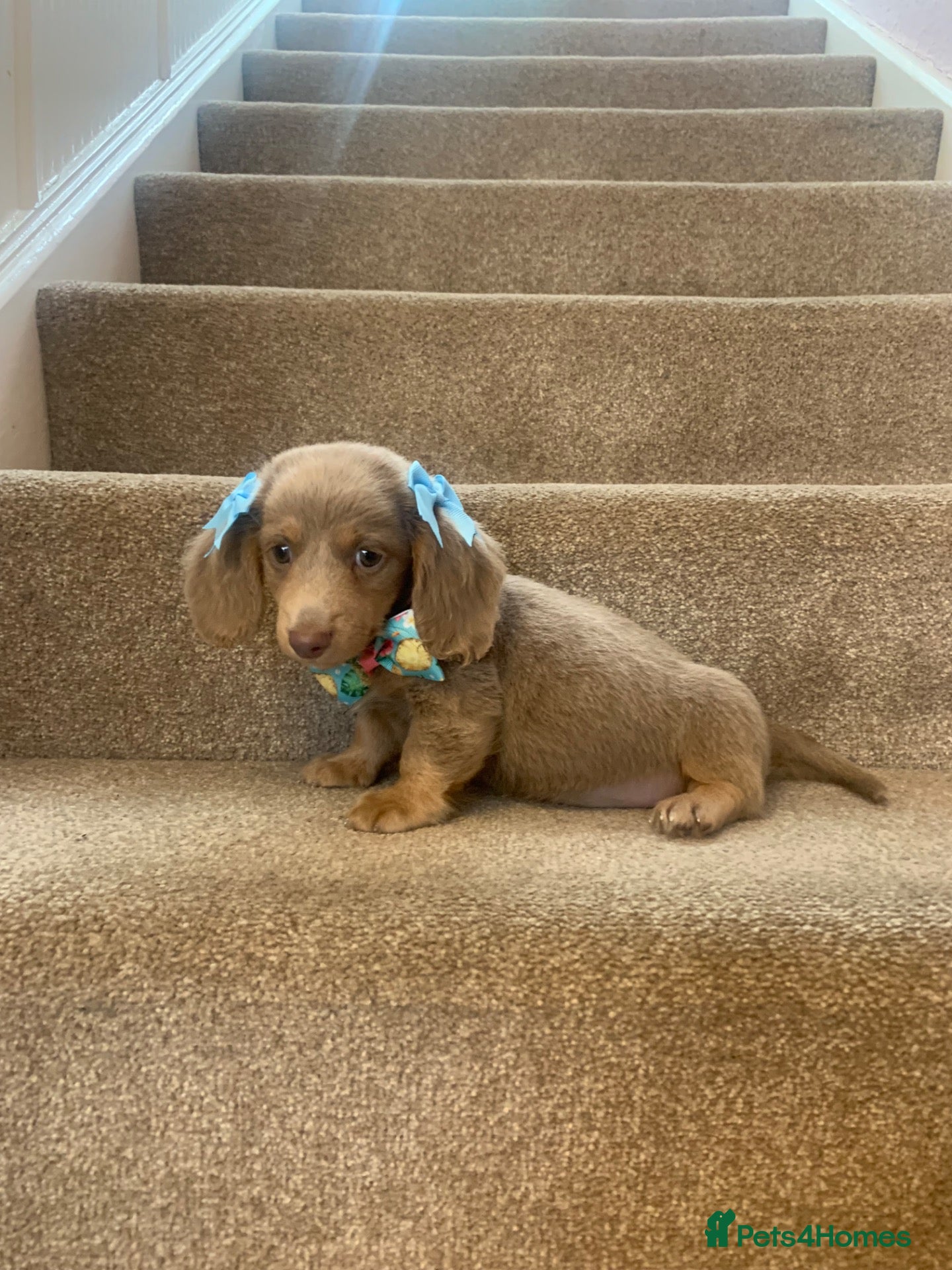 Miniature Dachshund dogs Just 1 long coat miniature dachshund puppies left - Advert 8