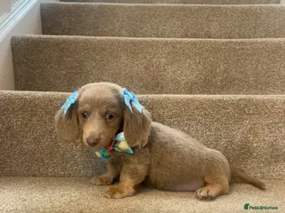 Miniature Dachshund dogs Just 1 long coat miniature dachshund puppies left - Advert 8