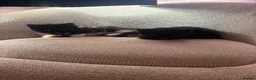Mixed Breed cats for sale: 4 beautiful kittens - Advert 7