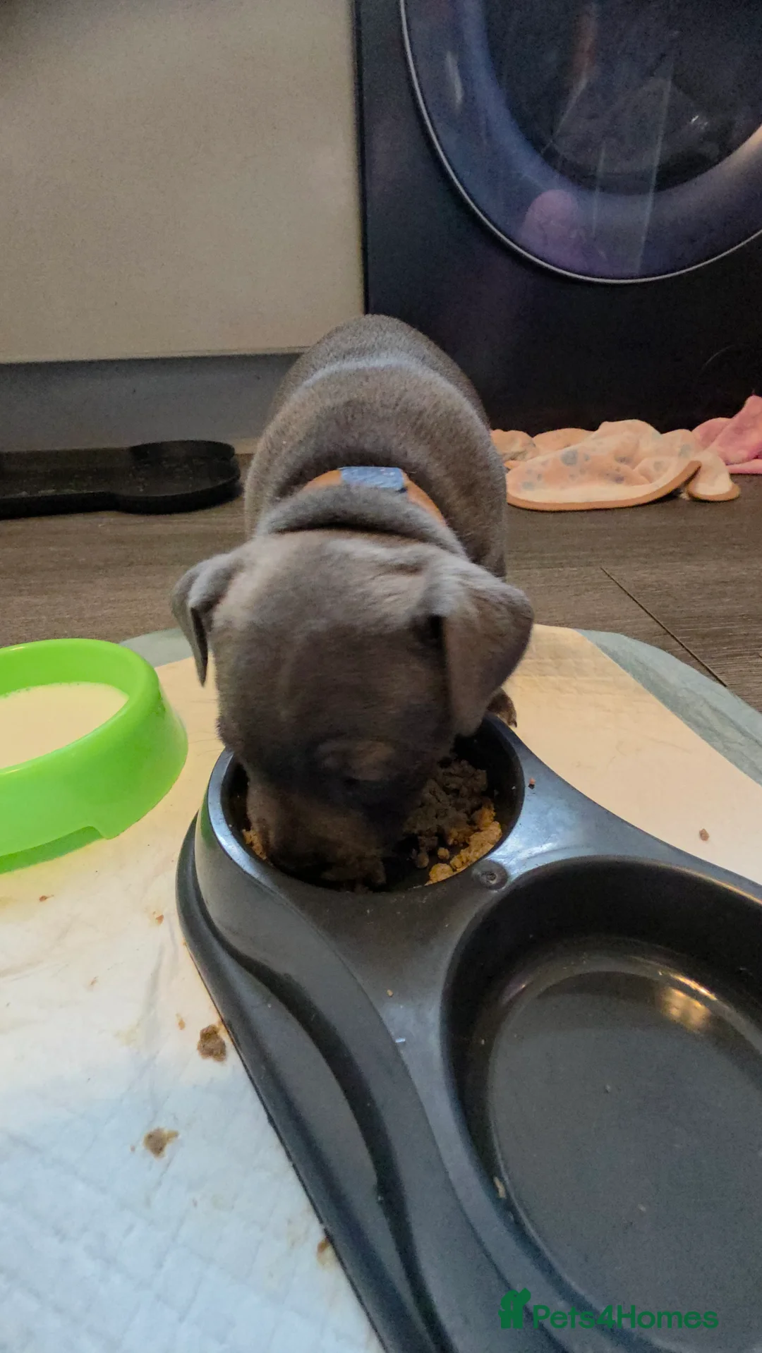 Staffordshire Bull Terrier dogs for sale: Staffordshire bull terrier blues  - Advert 9