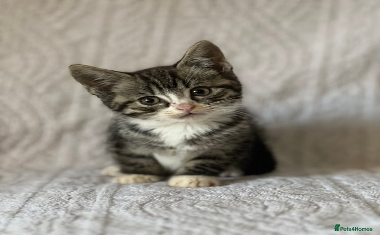 British Shorthair cats - Advert 8