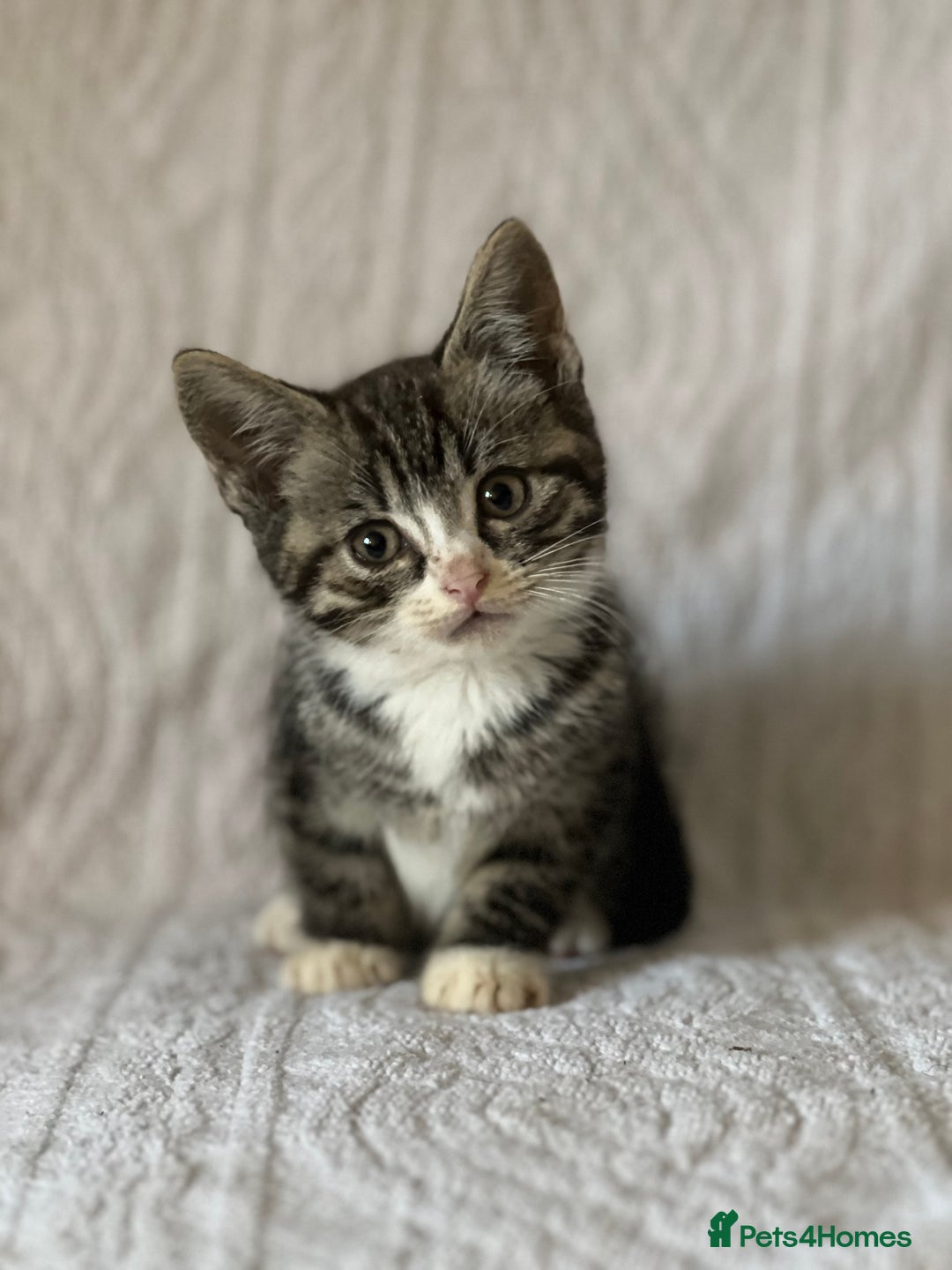 British Shorthair cats for sale: Beautiful British shorthair x - Image 1