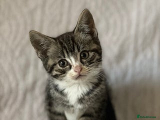 British Shorthair cats - Advert 2