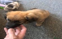 Mixed Breed dogs for sale: German Sheperd cross Lurcher Puppies - Image 1