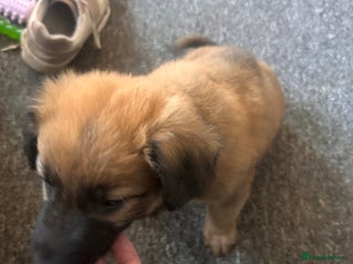 Mixed Breed dogs - Advert 13