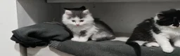 Mixed Breed cats for sale: 🐾 Adorable fluffy Kittens–Ready to leave now.🐾  - Advert 5