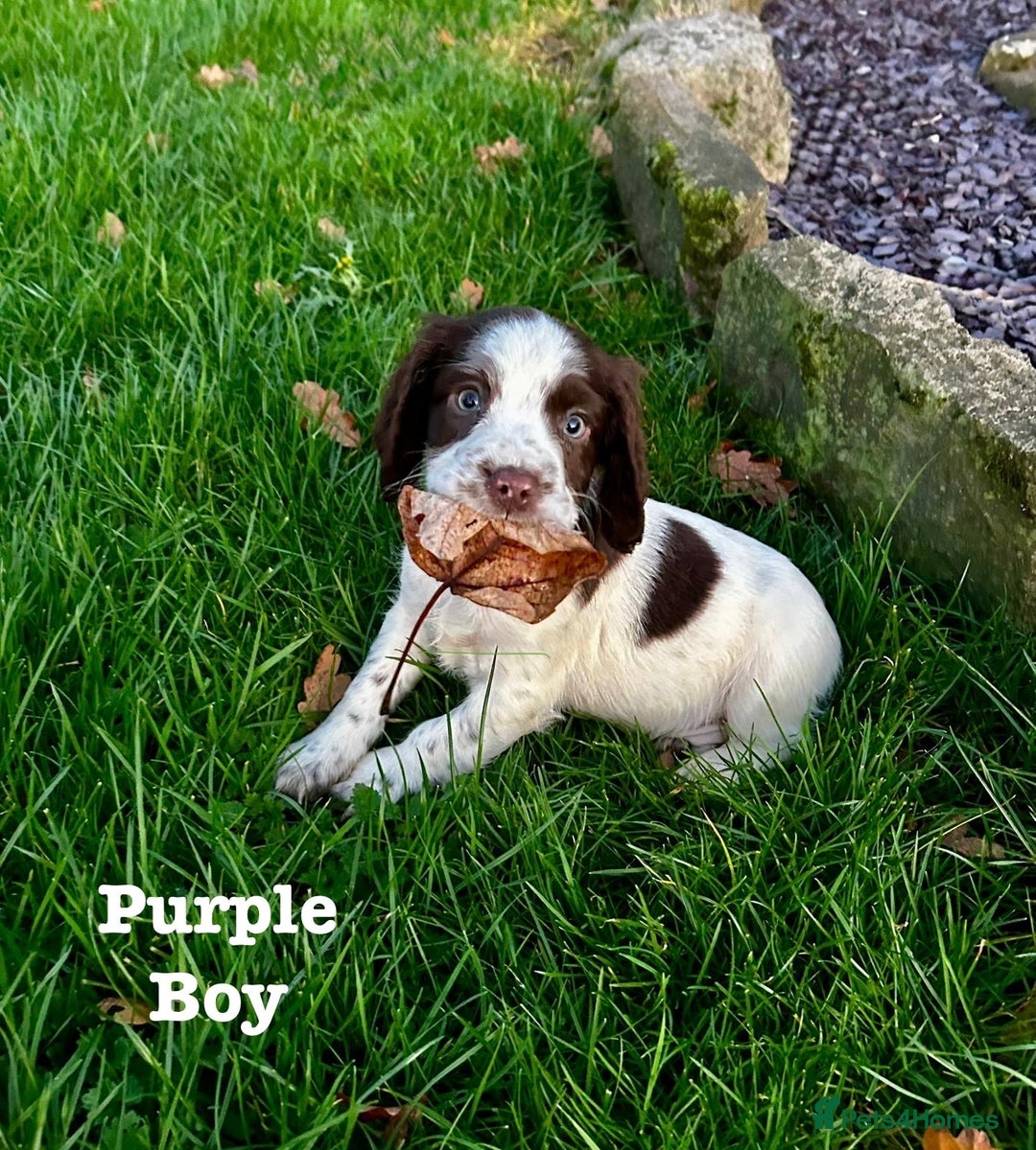 Sprocker dogs for sale: Sprocker spaniel puppies  - Advert 10