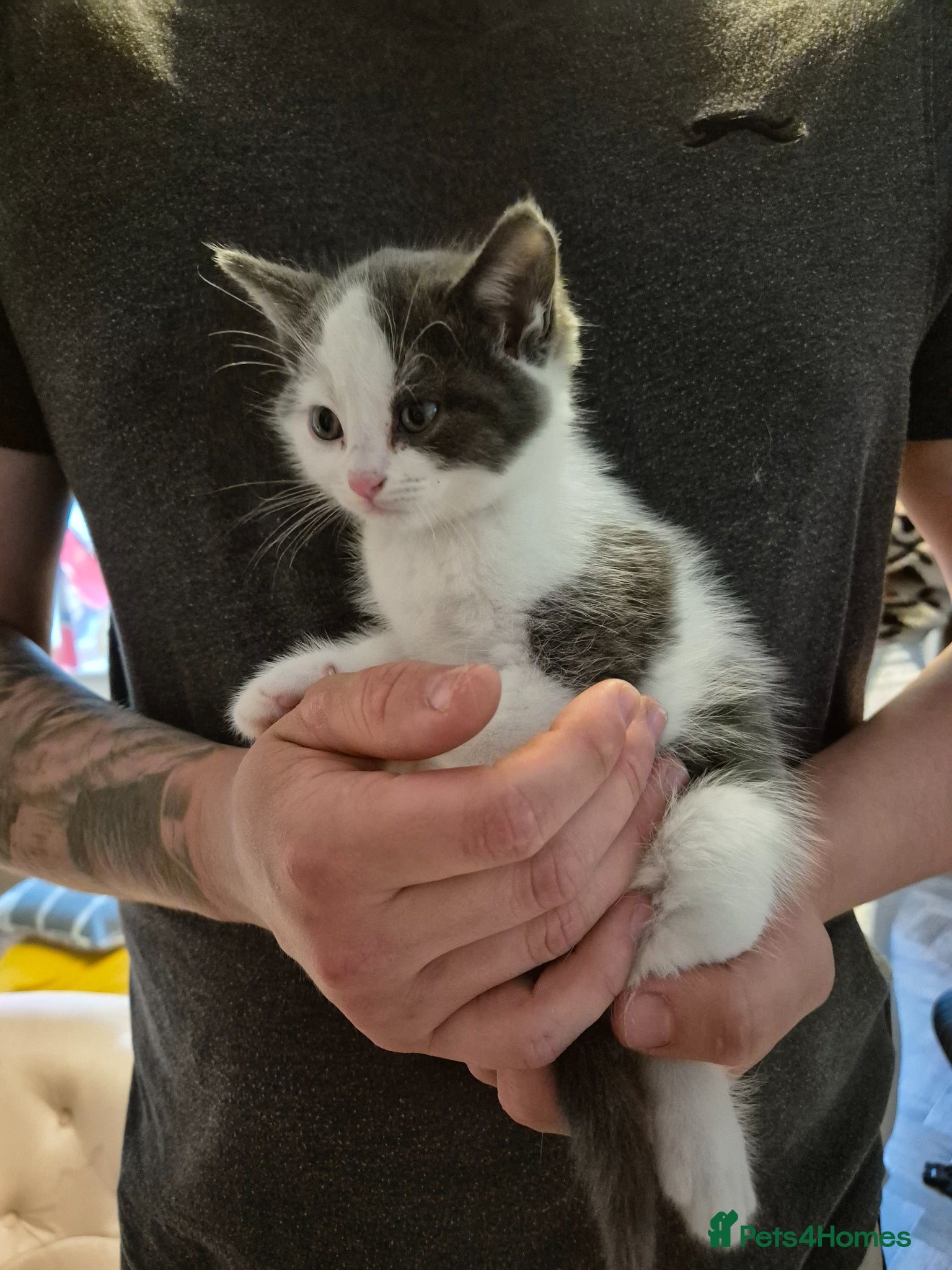 Mixed Breed cats Ragdoll cross kittens  - Advert 1