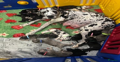 Great Dane dogs - Advert 4
