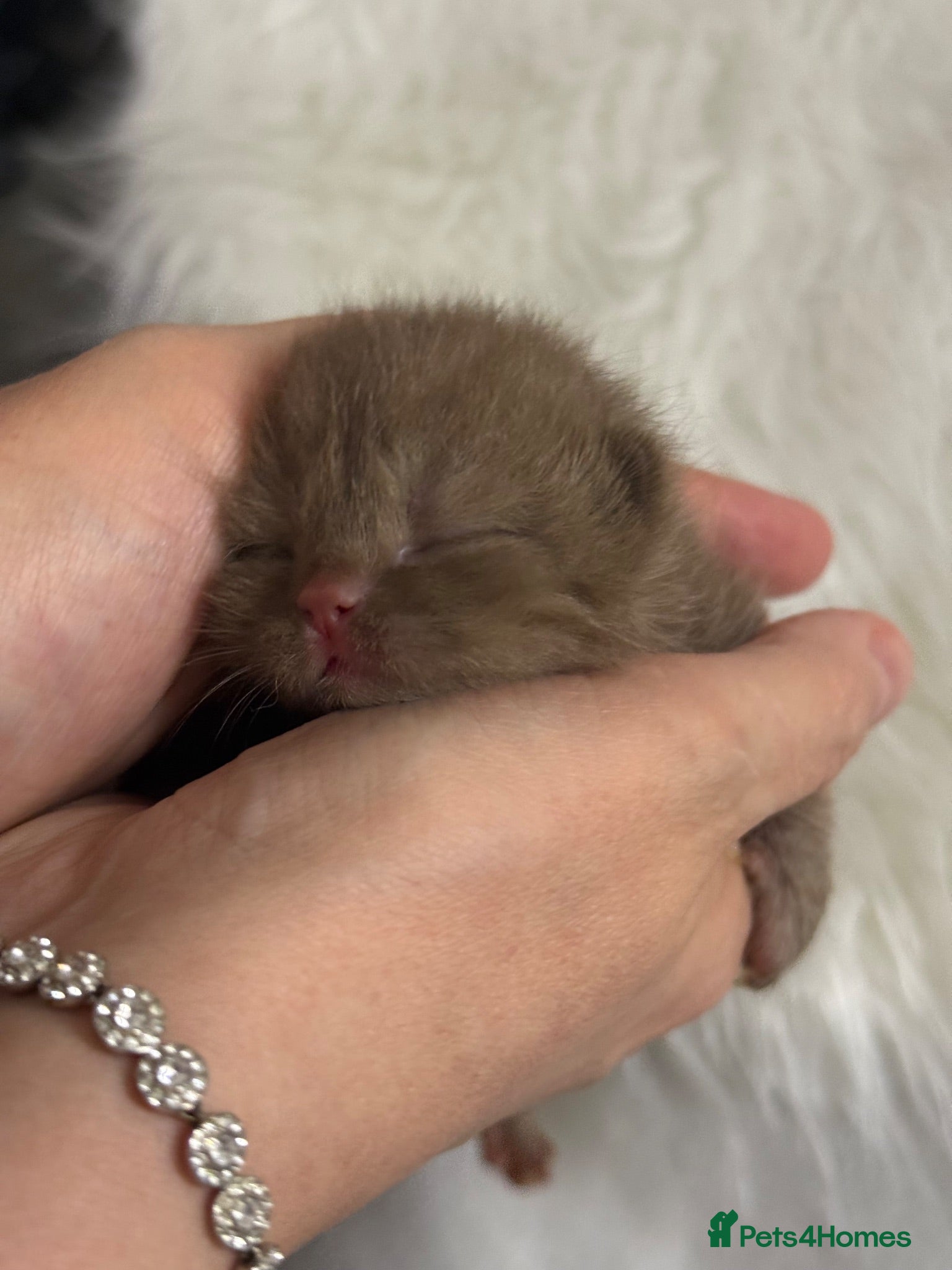 British Shorthair cats 100% Champion BSH kittens Rare colours  - Advert 9