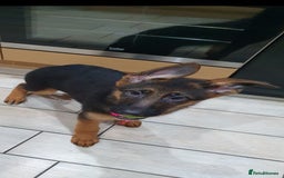 German Shepherd dogs for sale: Beautiful German Shepherd pups Blk / Tan Ready Now - Image 16