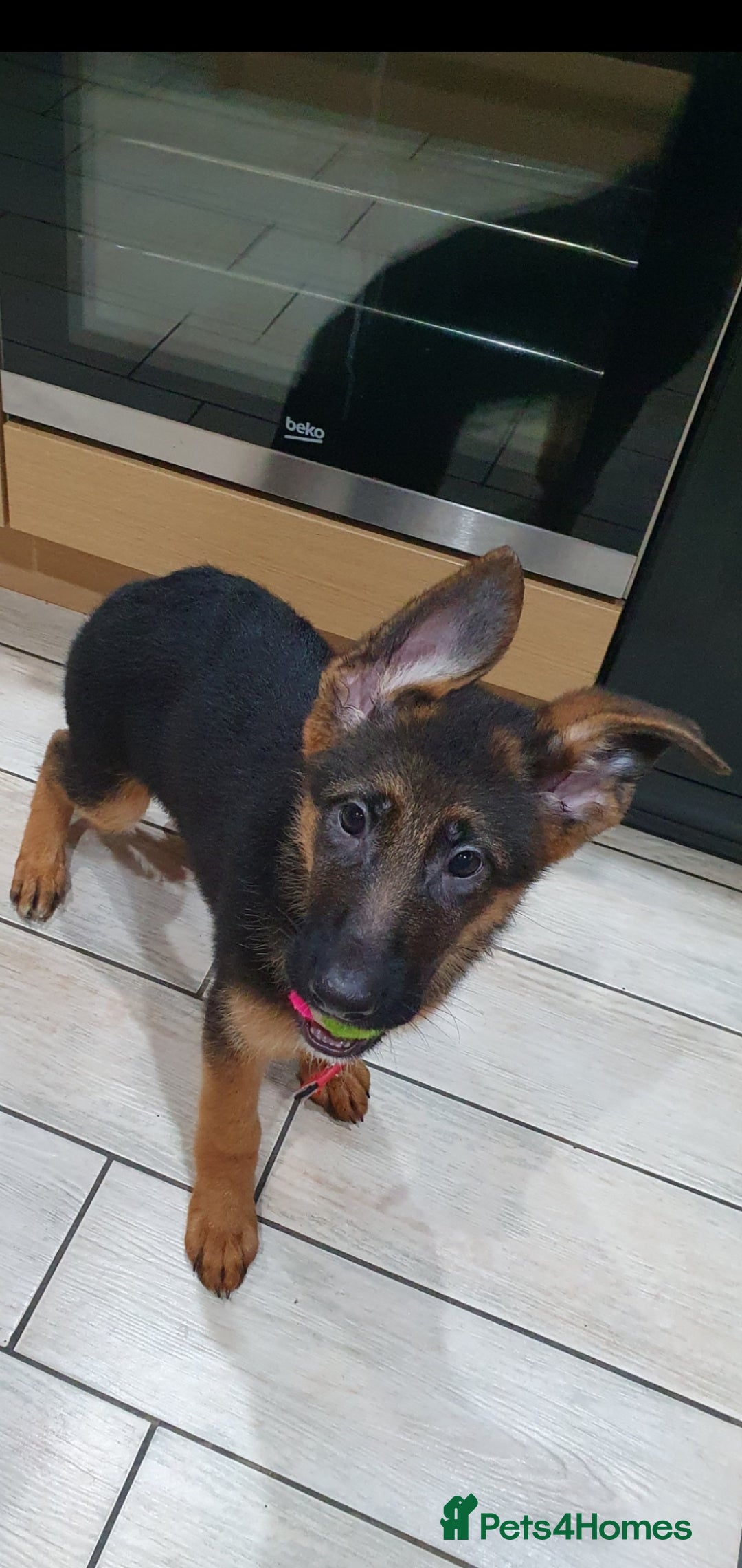 German Shepherd dogs for sale: Beautiful German Shepherd pups Blk / Tan Ready Now - Image 16