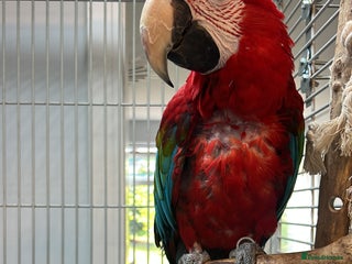 Macaws birds - Advert 20