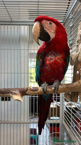 Macaws birds - Advert 1