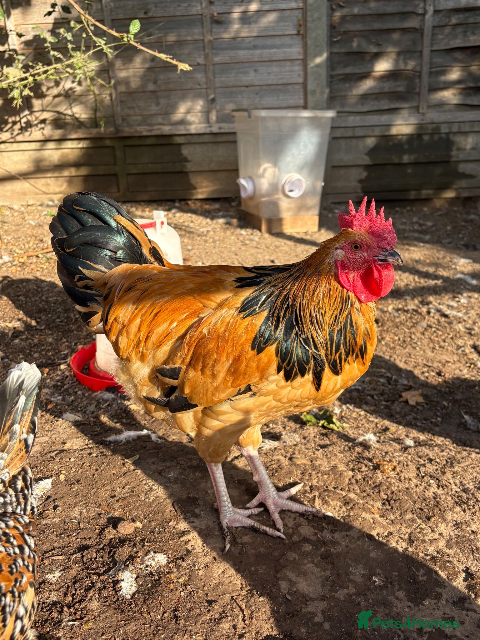 Chickens poultry Beautiful Buff Sussex Rooster - Advert 4