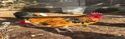 Chickens poultry for sale: Beautiful Buff Sussex Rooster - Advert 1