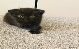 Mixed Breed cats for sale: Scottish Fold Mix Kittens –Ready 16th August 🐾 - Image 2