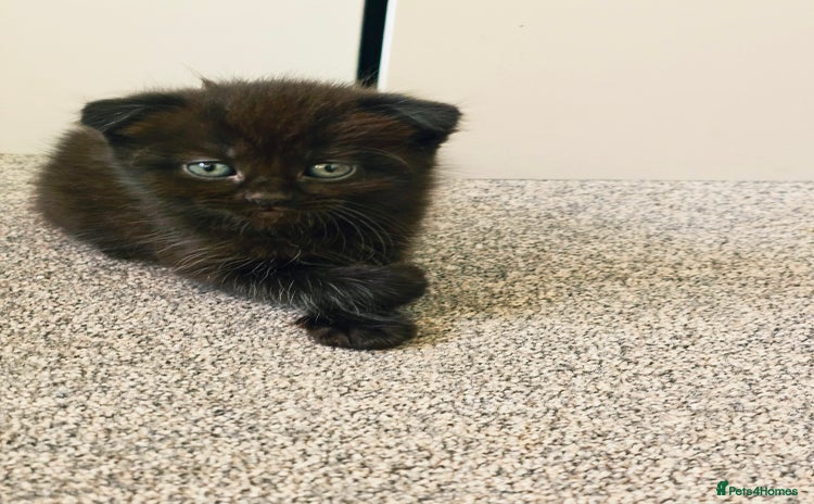 Mixed Breed cats - Advert 7