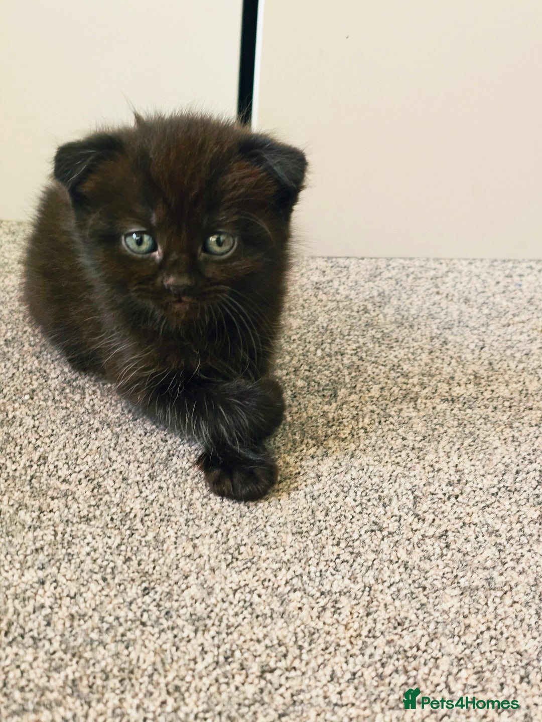Mixed Breed cats for sale: Scottish Fold Mix Kittens –Ready 16th August 🐾 - Image 2
