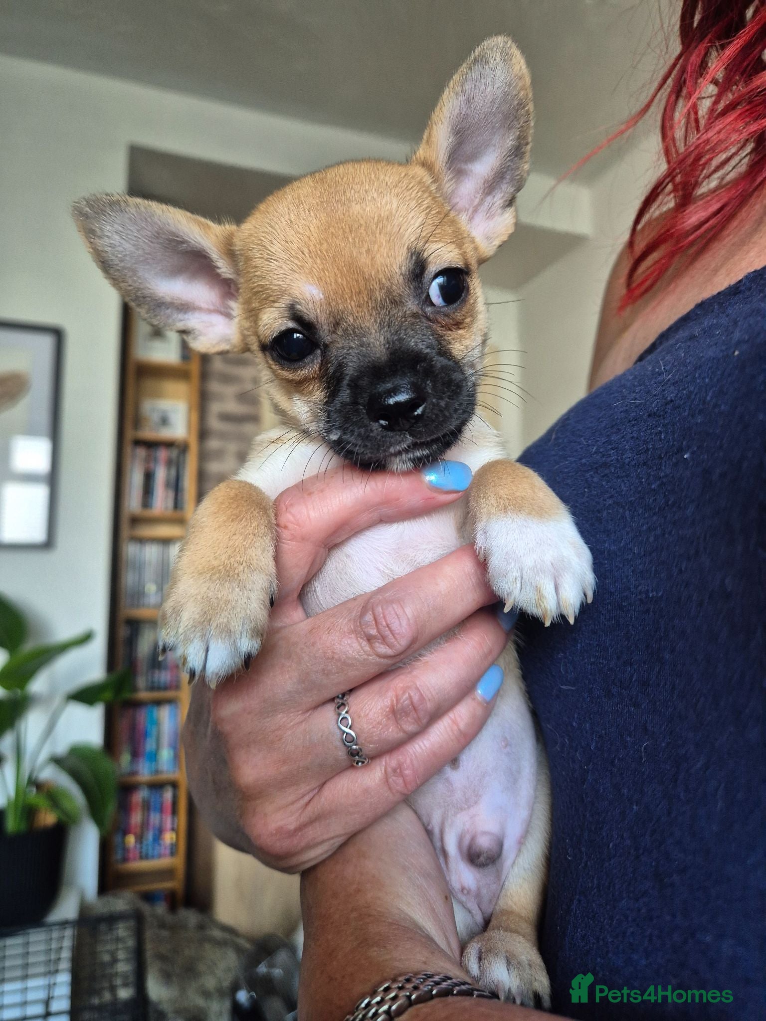 Chihuahua dogs LAST 2 adorable tan coloured short hair boys - Advert 2