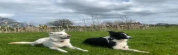 German Shepherd dogs for sale: Adoption! 6yo neutered female GSD mix for rehoming - Advert 6