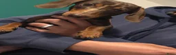 Miniature Dachshund dogs for stud: Mini Dachshund  - Advert 4