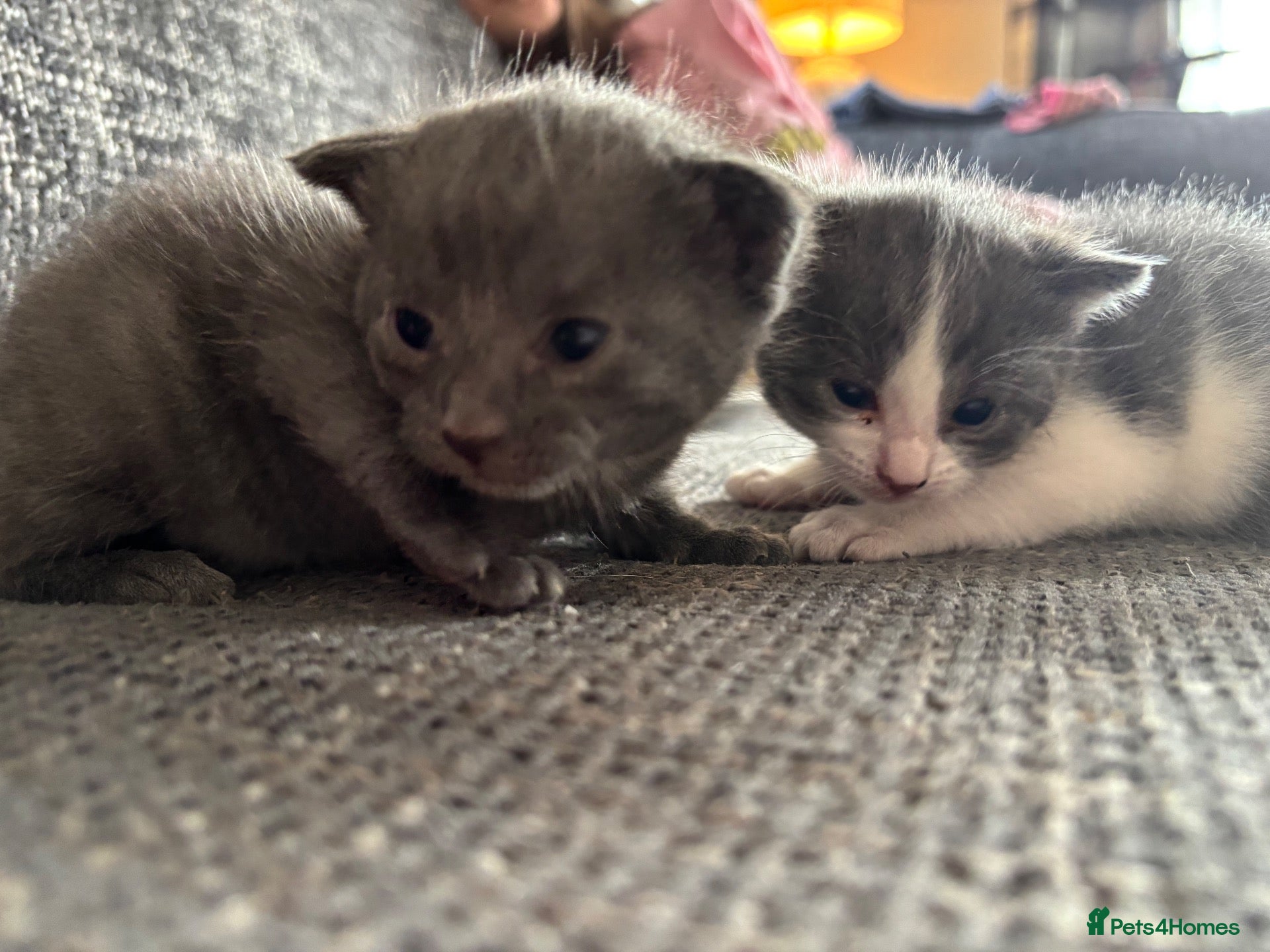 Mixed Breed cats Grey&white F.  All grey M.  - Advert 6