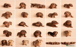Miniature Dachshund dogs for sale: 🏆Champion KC Mini Dachshunds 0.4% COI 👌🏻 - Image 18