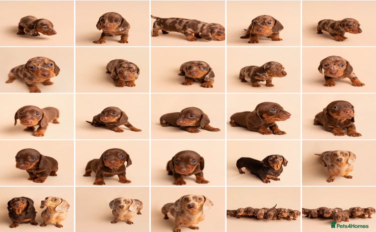 Miniature Dachshund dogs - Advert 15