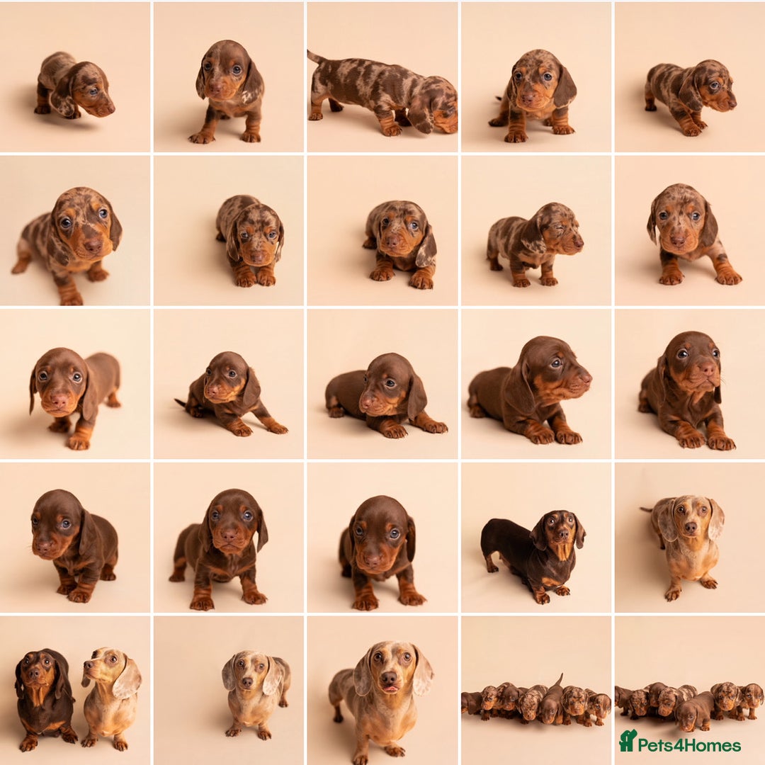 Miniature Dachshund dogs for sale: 🏆Champion KC Mini Dachshunds 0.4% COI 👌🏻 - Image 18