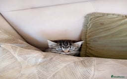 Mixed Breed cats for sale: 6 bonny kittens - Advert 7