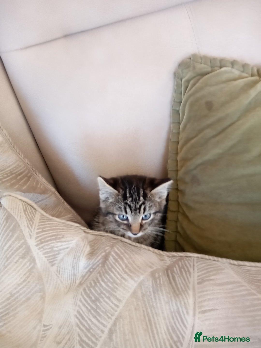 Mixed Breed cats for sale: 6 bonny kittens - Advert 7