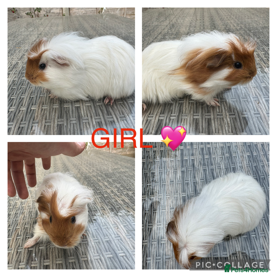 Guinea Pig rodents for sale: Purebred Teddy,Funky+smooth piggy’s (Boys+Girls) - Image 10