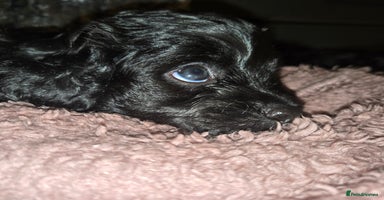 Cavapoo dogs - Advert 8