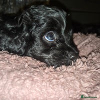 Cavapoo dogs - Advert 8