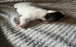 Cocker Spaniel dogs for sale: KC FTCH working cocker spaniel puppy’s  - Image 19