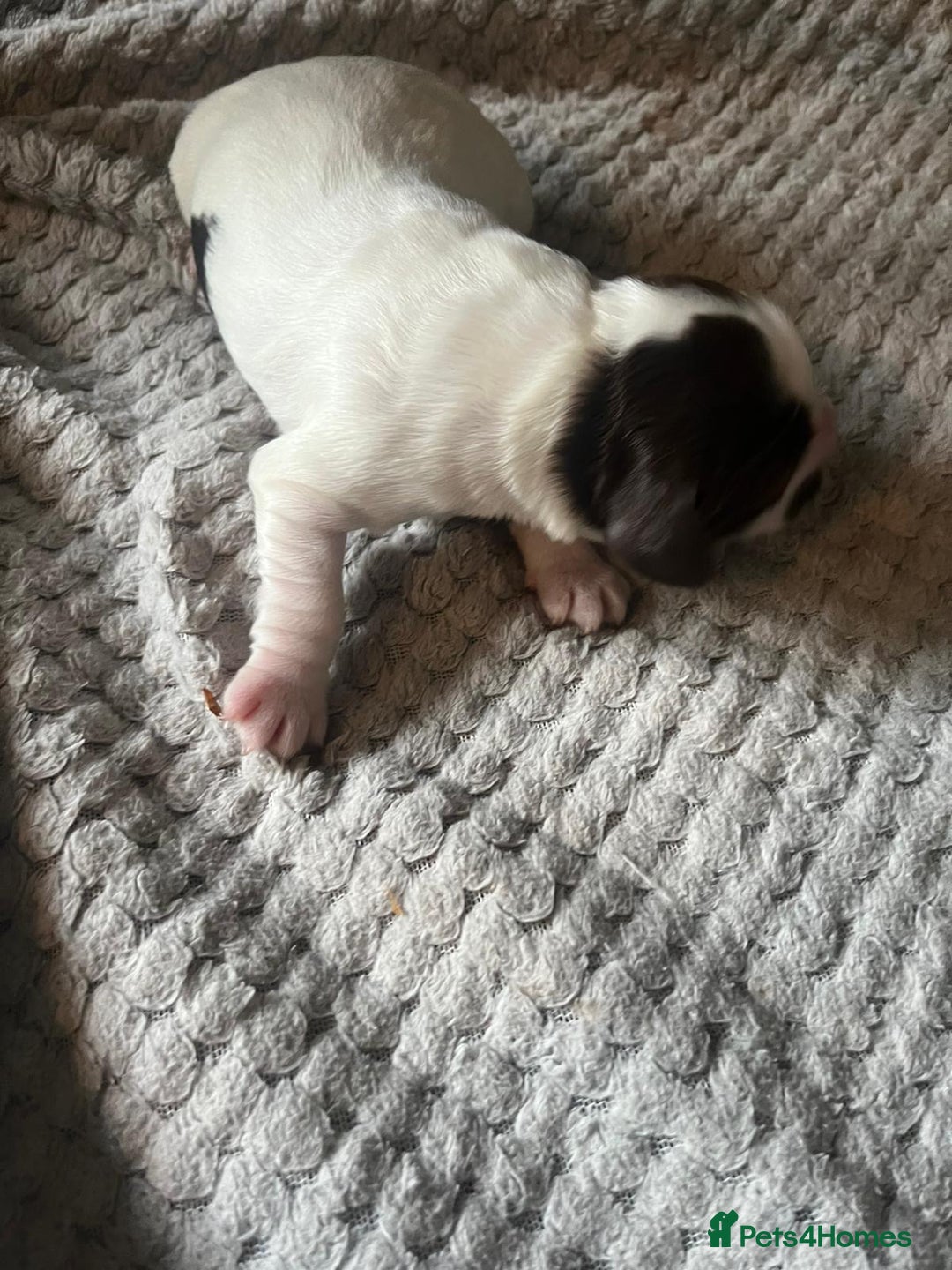 Cocker Spaniel dogs for sale: KC FTCH working cocker spaniel puppy’s  - Image 19