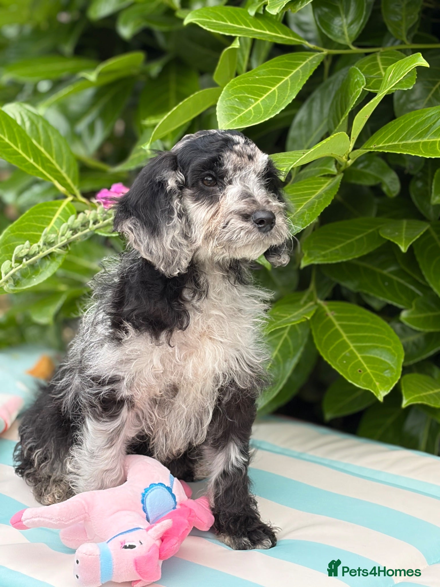 Cavapoo dogs 🌸 READY NOW FEMALE  🌸 - Advert 2