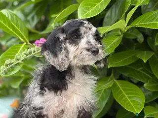 Cavapoo dogs 🌸 READY NOW FEMALE 🌸 - Advert 2