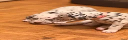 Dalmatian dogs for sale: 6 Dalmatian Puppies for Sale  in Heathfield - Advert 2