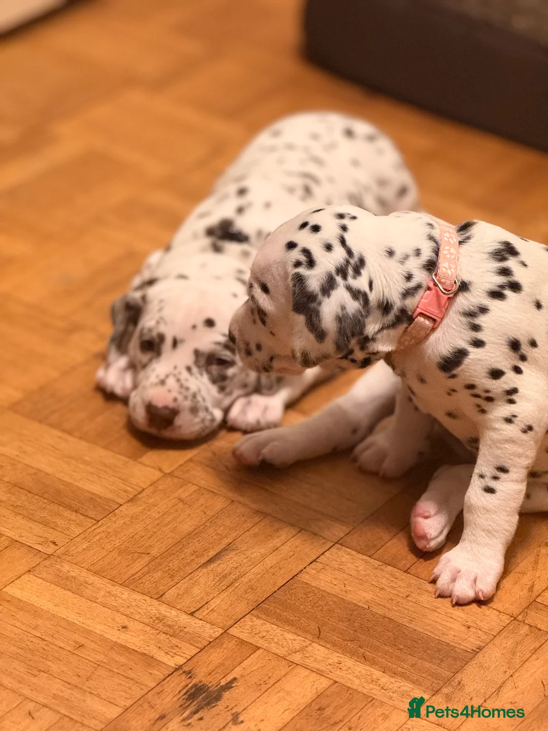 Dalmatian dogs for sale: 6 Dalmatian Puppies for Sale  in Heathfield - Advert 2