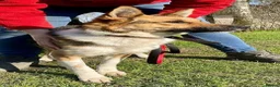 Mixed Breed dogs for adoption: 💙TITO💙 6½ years old, low-medium, only 15 kg boy - Advert 7