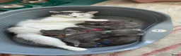 Mixed Breed cats for sale: Kitten for sale  in Southsea - Advert 7