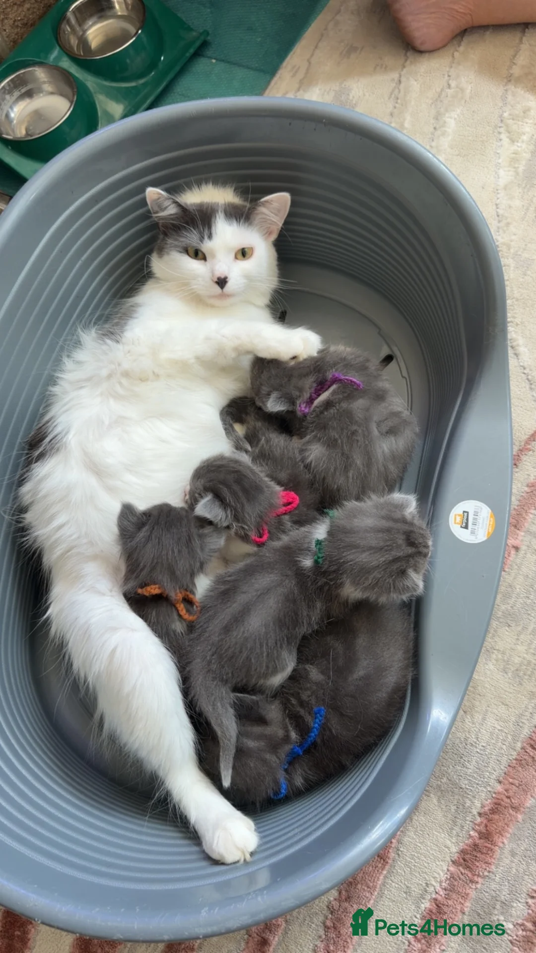 Mixed Breed cats for sale: Kitten for sale  in Southsea - Advert 7