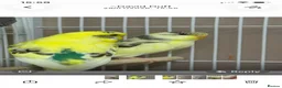 Budgerigars birds for sale: Lovebirds & Budgies  - Advert 5
