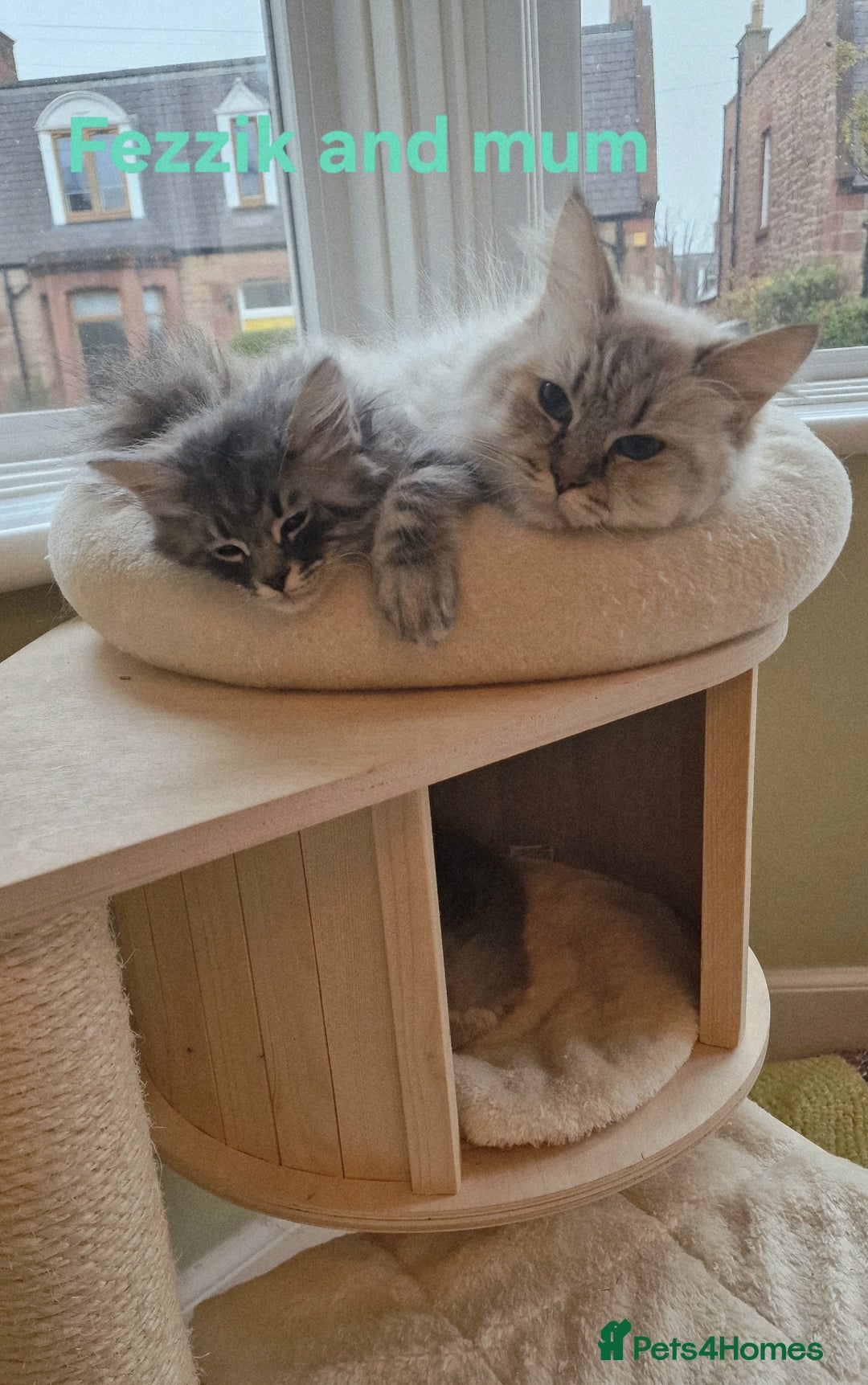 Siberian cats for sale: Siberian kittens GCCF registered, champion lines - Advert 8