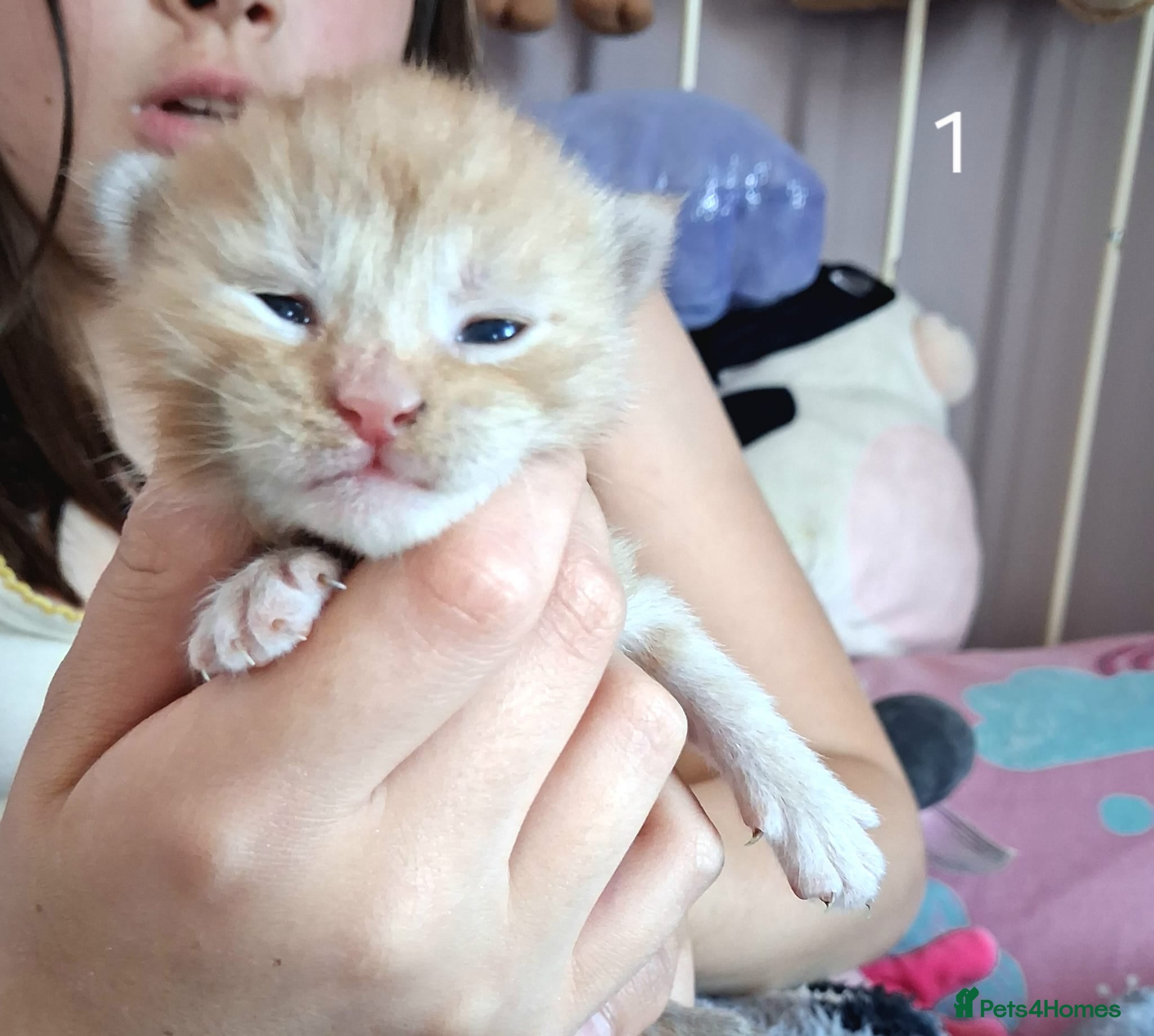 Maine Coon cats 4 purebreed maincoon babies  - Advert 2