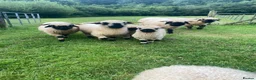 Sheep livestock for sale: Swiss Valais Blacknose Sheep - Advert 3