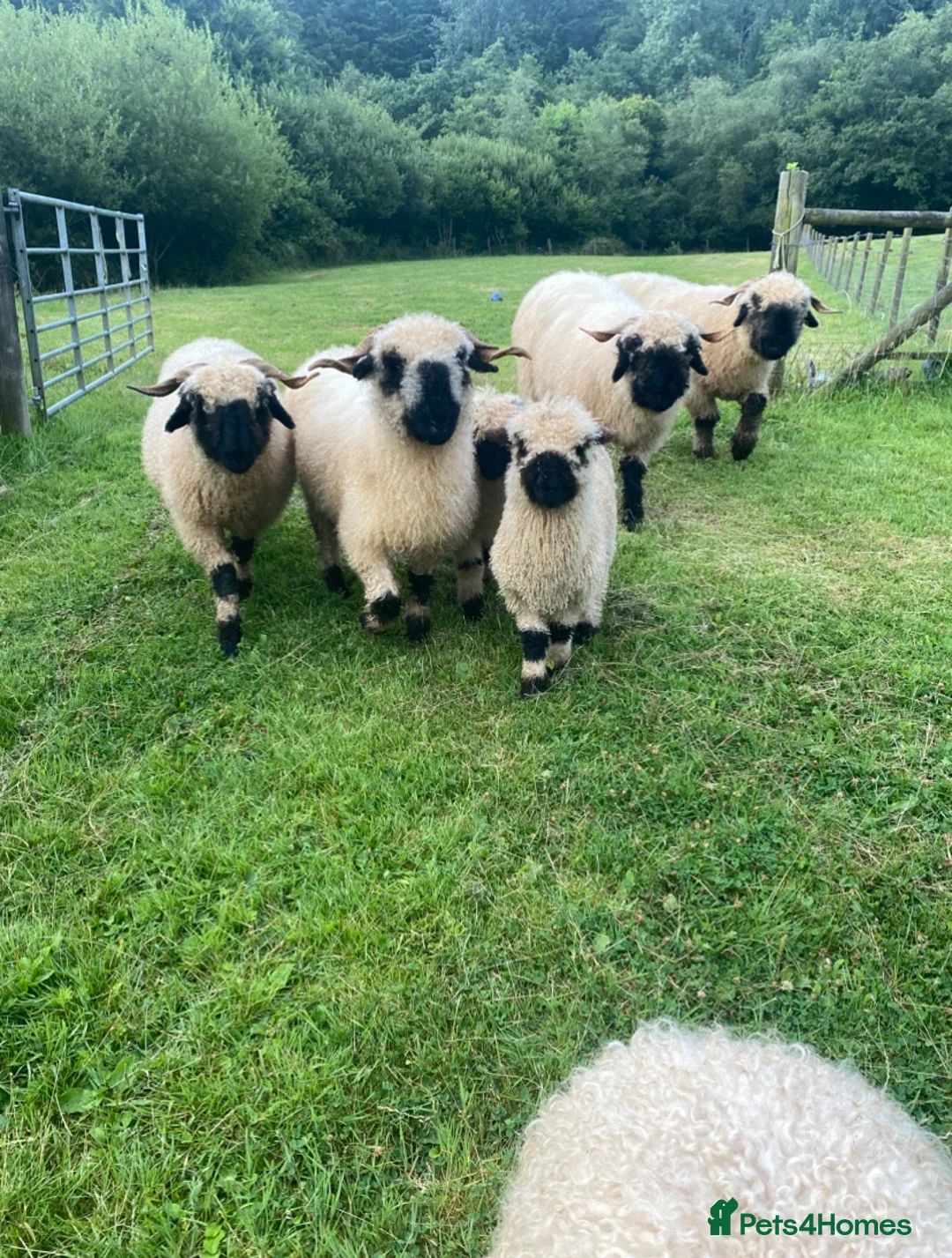 Sheep livestock for sale: Swiss Valais Blacknose Sheep - Advert 3