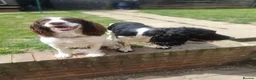 English Springer Spaniel dogs for sale: 🐾 English Springer Spaniel Puppies – £1,000 🐾 - Advert 14
